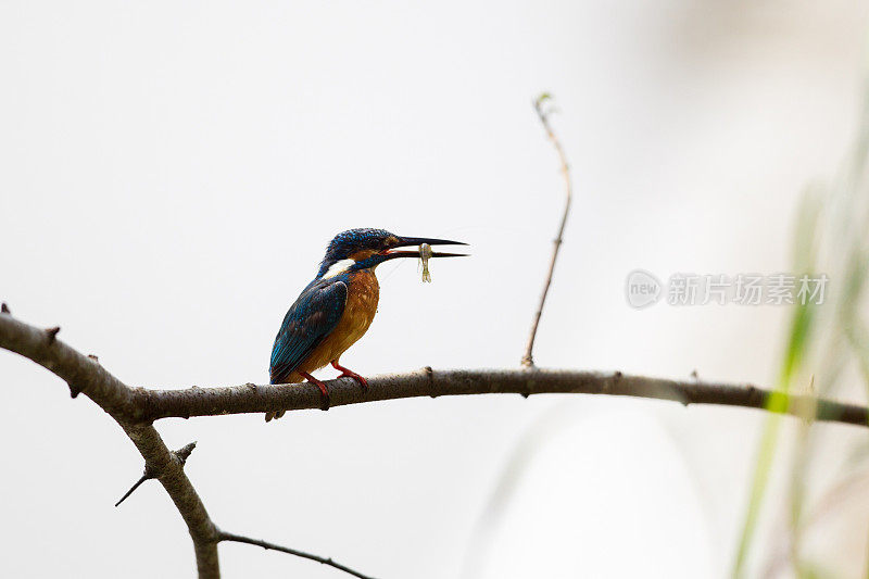 成年翠鸟，欧亚翠鸟或河翠鸟(Alcedo atthis)